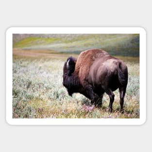 American Bison Sticker